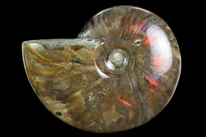 Flashy Red Iridescent Ammonite - Wide #127921